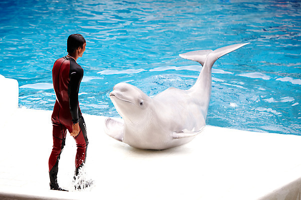 포토 JPG 주간 동물 한마리 2011년태국 남자 포유류 수영장 동물원 한명 사람 성인 야외 물 풀장 묘기 사파리 돌고래 쇼 돌고래쇼 사육사 남자만 남자한명만 성인남자만 성인만 벨루가 국내포토 자연요소 해외기획촬영 1 수중동물 고래 파일형식