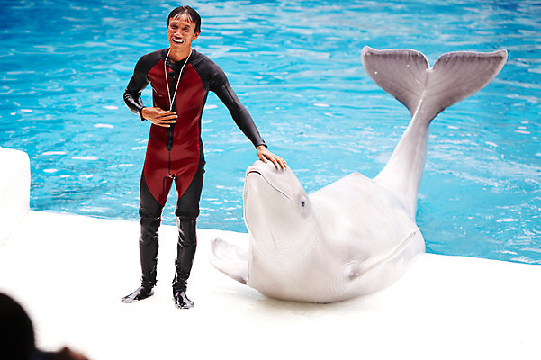 포토 JPG 주간 동물 한마리 2011년태국 남자 포유류 수영장 동물원 한명 미소 웃음 사람 성인 야외 물 풀장 묘기 사파리 돌고래 쇼 돌고래쇼 사육사 남자만 남자한명만 성인남자만 성인만 벨루가 국내포토 자연요소 해외기획촬영 1 표정 수중동물 고래 파일형식