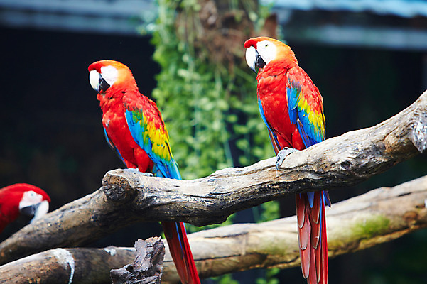 포토 JPG 주간 나무 동물 2011년태국 두마리 조류 동물원 사람없음 야외 나뭇가지 사파리 앵무새 국내포토 자연요소 식물 해외기획촬영 2 파일형식