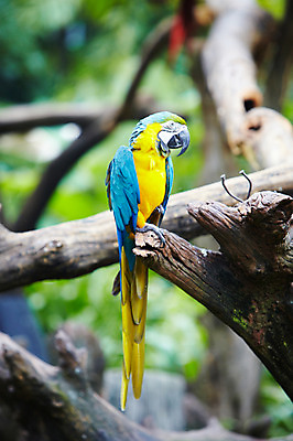 포토 JPG 주간 나무 동물 한마리 2011년태국 조류 동물원 사람없음 야외 나뭇가지 사파리 앵무새 국내포토 자연요소 식물 해외기획촬영 1 파일형식