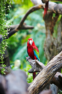 포토 JPG 주간 나무 동물 한마리 2011년태국 조류 동물원 사람없음 야외 나뭇가지 사파리 앵무새 국내포토 자연요소 식물 해외기획촬영 1 파일형식