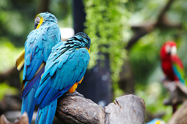 포토 JPG 주간 나무 동물 2011년태국 조류 동물원 세마리 사람없음 야외 나뭇가지 사파리 앵무새 국내포토 자연요소 식물 해외기획촬영 3 파일형식