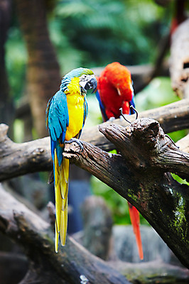 포토 JPG 주간 나무 동물 2011년태국 두마리 조류 동물원 사람없음 야외 나뭇가지 사파리 앵무새 국내포토 자연요소 식물 해외기획촬영 2 파일형식