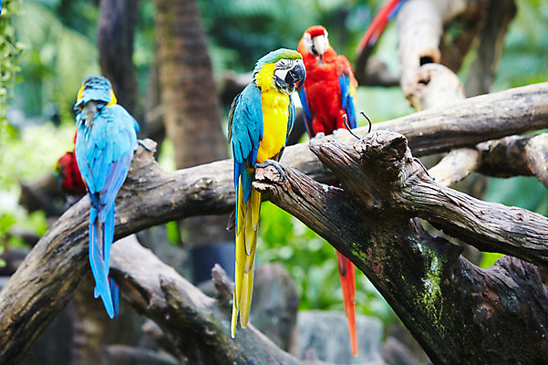 포토 JPG 주간 나무 동물 2011년태국 조류 동물원 세마리 사람없음 야외 나뭇가지 사파리 앵무새 국내포토 자연요소 식물 해외기획촬영 3 파일형식