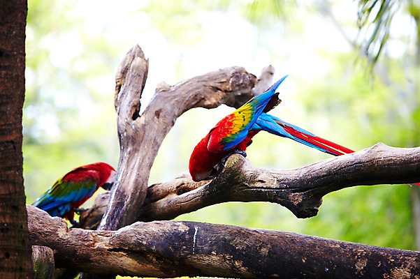 포토 JPG 주간 나무 동물 2011년태국 두마리 조류 동물원 사람없음 야외 나뭇가지 사파리 앵무새 국내포토 자연요소 식물 해외기획촬영 2 파일형식