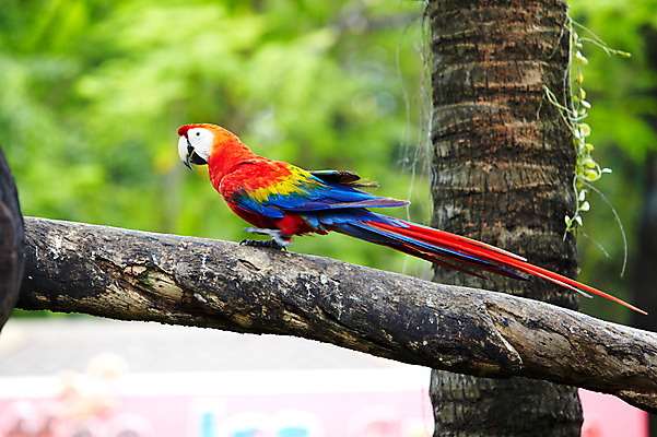 포토 JPG 주간 나무 동물 한마리 2011년태국 조류 동물원 사람없음 야외 나뭇가지 사파리 앵무새 국내포토 자연요소 식물 해외기획촬영 1 파일형식