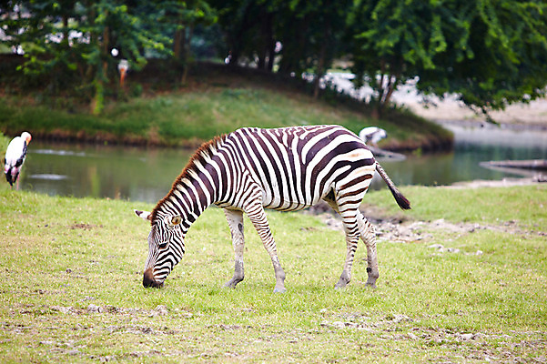 포토 JPG 주간 나무 동물 한마리 2011년태국 포유류 동물원 잔디 초원 사람없음 야외 연못 물가 사파리 얼룩말 국내포토 자연요소 식물 해외기획촬영 1 풍경 말_동물 파일형식