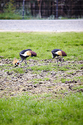 포토 JPG 주간 동물 2011년태국 두마리 조류 동물원 잔디 초원 사람없음 야외 학 사파리 국내포토 자연요소 식물 해외기획촬영 2 파일형식