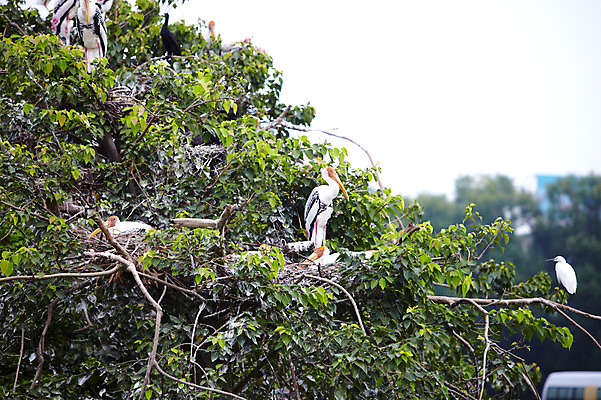 포토 JPG 주간 나무 동물 2011년태국 여러마리 조류 동물원 앉기 사람없음 야외 나뭇가지 사파리 홍대머리황새 황새 국내포토 자연요소 식물 해외기획촬영 다수 모션 파일형식