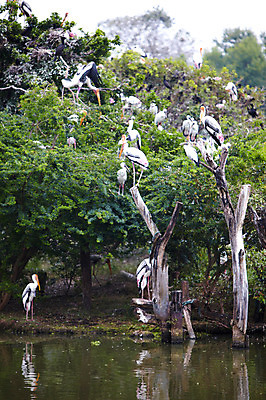 포토 JPG 주간 나무 동물 2011년태국 여러마리 조류 동물원 앉기 사람없음 야외 나뭇가지 물가 사파리 홍대머리황새 황새 국내포토 자연요소 식물 해외기획촬영 다수 모션 풍경 파일형식