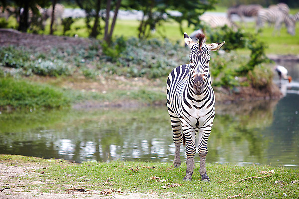포토 JPG 주간 나무 동물 한마리 2011년태국 포유류 동물원 잔디 초원 사람없음 야외 연못 물가 사파리 얼룩말 국내포토 자연요소 식물 해외기획촬영 1 풍경 말_동물 파일형식