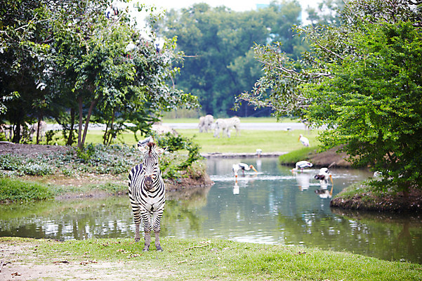 포토 JPG 주간 나무 동물 한마리 2011년태국 포유류 조류 동물원 잔디 초원 사람없음 야외 연못 물가 사파리 얼룩말 국내포토 자연요소 식물 해외기획촬영 1 풍경 말_동물 파일형식