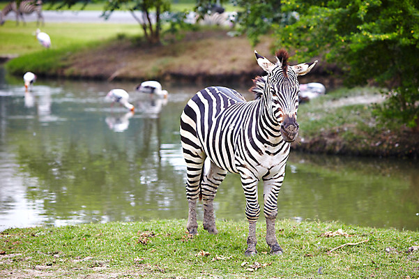 포토 JPG 주간 나무 동물 한마리 2011년태국 포유류 동물원 잔디 초원 사람없음 야외 연못 물가 사파리 얼룩말 국내포토 자연요소 식물 해외기획촬영 1 풍경 말_동물 파일형식