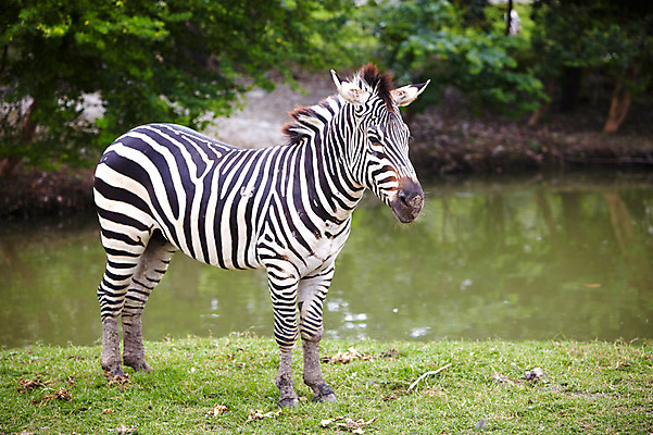 포토 JPG 주간 나무 동물 한마리 2011년태국 포유류 동물원 잔디 초원 사람없음 야외 연못 물가 사파리 얼룩말 국내포토 자연요소 식물 해외기획촬영 1 풍경 말_동물 파일형식