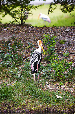 포토 JPG 주간 동물 한마리 2011년태국 조류 동물원 사람없음 야외 사파리 홍대머리황새 황새 국내포토 자연요소 해외기획촬영 1 파일형식