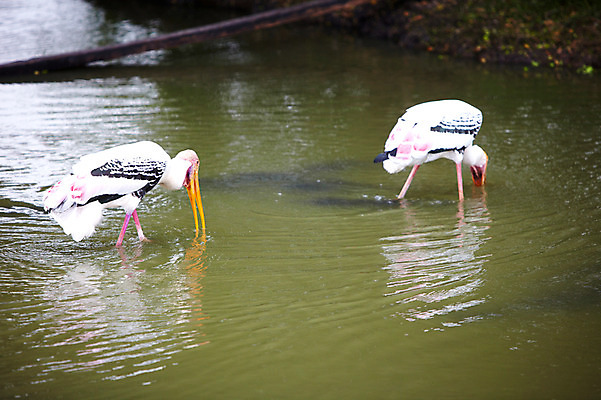 포토 JPG 주간 동물 2011년태국 두마리 조류 동물원 사람없음 야외 물 먹기 사파리 홍대머리황새 황새 국내포토 자연요소 해외기획촬영 2 모션 파일형식