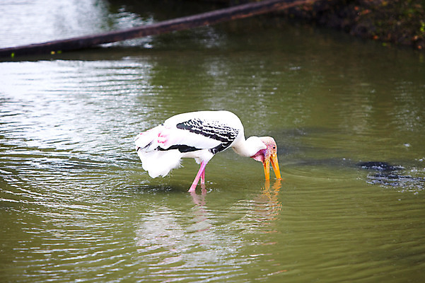 포토 JPG 주간 동물 한마리 2011년태국 조류 동물원 사람없음 야외 물 연못 물가 먹기 사파리 홍대머리황새 황새 국내포토 자연요소 해외기획촬영 1 모션 풍경 파일형식