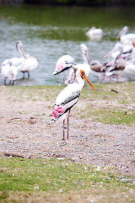 포토 JPG 주간 동물 2011년태국 여러마리 조류 동물원 사람없음 야외 물가 사파리 홍대머리황새 황새 국내포토 자연요소 해외기획촬영 다수 풍경 파일형식