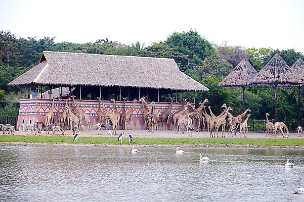 포토 JPG 주간 동물 2011년태국 호수 여러마리 포유류 조류 주택 동물원 사람없음 야외 건물 연못 기린 사파리 국내포토 자연요소 해외기획촬영 건축물 다수 파일형식