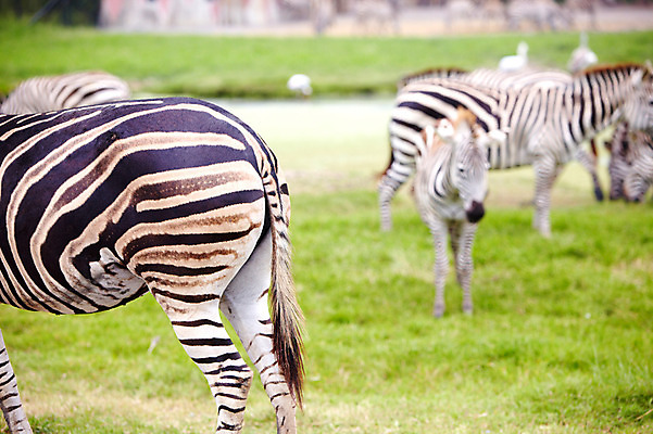 포토 JPG 주간 동물 2011년태국 새끼 여러마리 포유류 동물원 잔디 초원 사람없음 야외 사파리 얼룩말 국내포토 자연요소 식물 해외기획촬영 다수 말_동물 파일형식