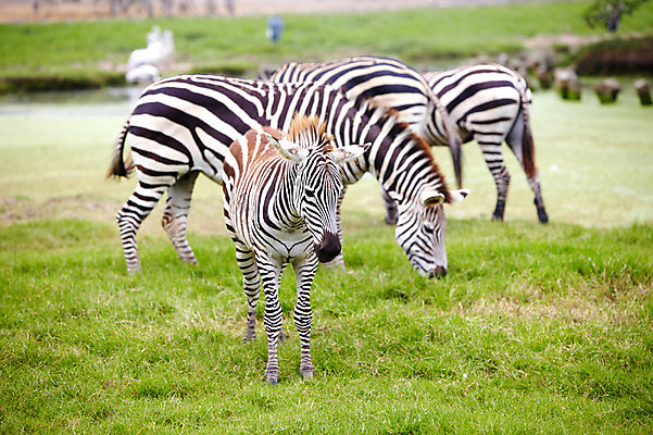 포토 JPG 주간 동물 2011년태국 새끼 여러마리 포유류 동물원 잔디 초원 사람없음 야외 사파리 얼룩말 국내포토 자연요소 식물 해외기획촬영 다수 말_동물 파일형식