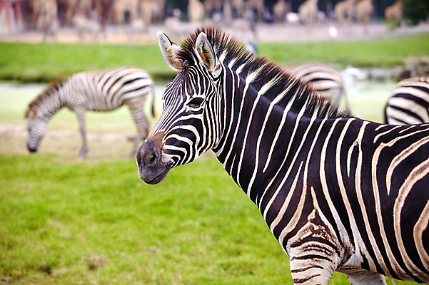 포토 JPG 주간 동물 2011년태국 여러마리 포유류 동물원 잔디 초원 사람없음 야외 사파리 얼룩말 국내포토 자연요소 식물 해외기획촬영 다수 말_동물 파일형식