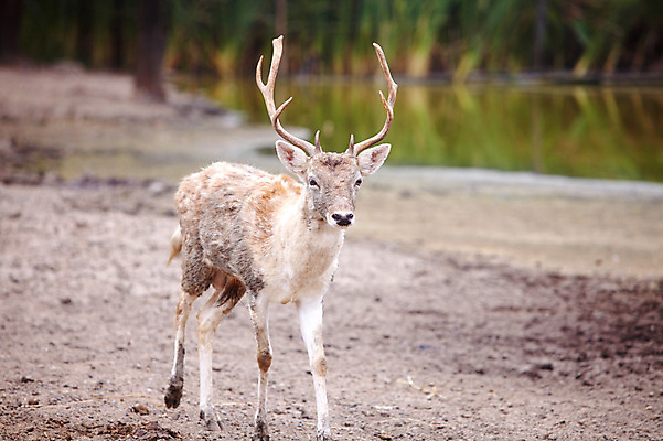 포토 JPG 주간 동물 한마리 2011년태국 포유류 사슴 동물원 사람없음 야외 사파리 국내포토 자연요소 해외기획촬영 1 파일형식