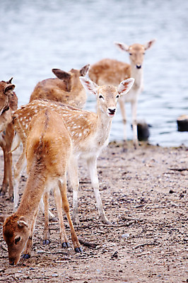 포토 JPG 주간 동물 2011년태국 여러마리 포유류 사슴 동물원 사람없음 야외 물가 사파리 국내포토 자연요소 해외기획촬영 다수 풍경 파일형식