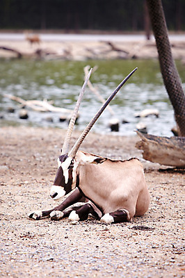 포토 JPG 주간 나무 동물 한마리 2011년태국 포유류 동물원 사람없음 야외 물가 사파리 겜스복 국내포토 자연요소 식물 해외기획촬영 1 풍경 파일형식