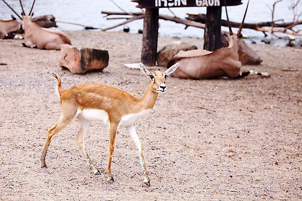 포토 JPG 주간 동물 2011년태국 여러마리 포유류 사슴 동물원 사람없음 야외 팻말 물가 사파리 국내포토 자연요소 해외기획촬영 다수 프레임 풍경 파일형식