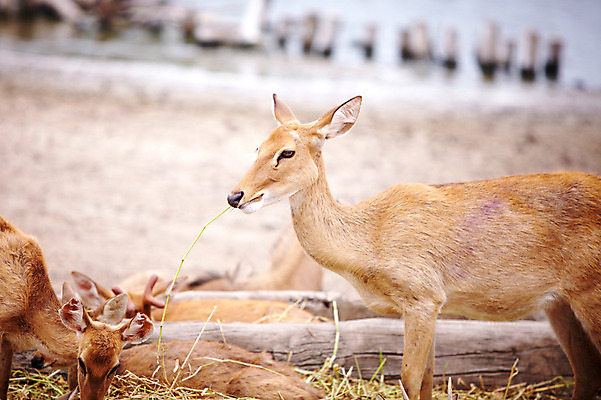 포토 JPG 주간 동물 2011년태국 여러마리 포유류 사슴 동물원 사람없음 야외 사파리 국내포토 자연요소 해외기획촬영 다수 파일형식