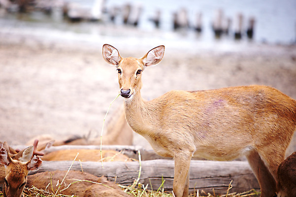 포토 JPG 주간 동물 2011년태국 여러마리 포유류 사슴 동물원 사람없음 야외 사파리 국내포토 자연요소 해외기획촬영 다수 파일형식