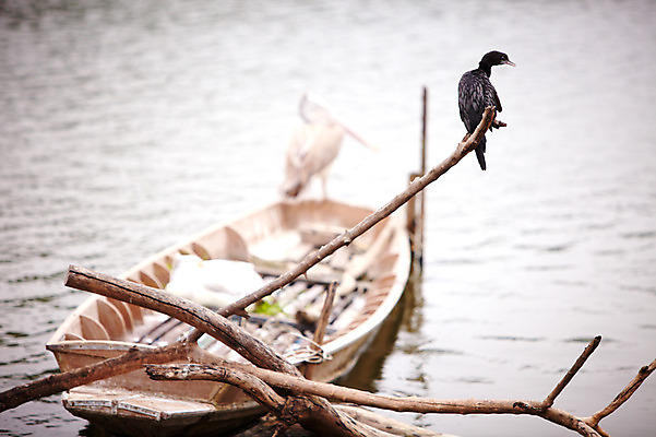 포토 JPG 주간 동물 2011년태국 호수 두마리 조류 동물원 사람없음 야외 나뭇가지 연못 물가 나룻배 펠리컨 사파리 선박 국내포토 자연요소 나무 해외기획촬영 수상교통 2 배_교통 풍경 파일형식