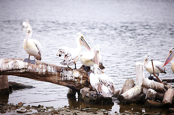 포토 JPG 주간 동물 2011년태국 여러마리 조류 동물원 사람없음 야외 연못 물가 펠리컨 사파리 국내포토 자연요소 해외기획촬영 다수 풍경 파일형식