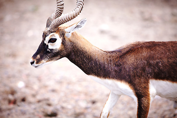 포토 JPG 주간 동물 한마리 2011년태국 포유류 동물원 사람없음 야외 사파리 스프링벅 국내포토 자연요소 해외기획촬영 1 파일형식