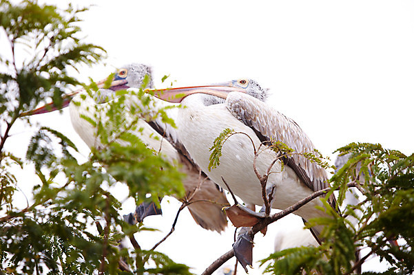 포토 JPG 주간 동물 2011년태국 두마리 조류 동물원 사람없음 야외 나뭇가지 펠리컨 사파리 국내포토 자연요소 나무 해외기획촬영 2 파일형식