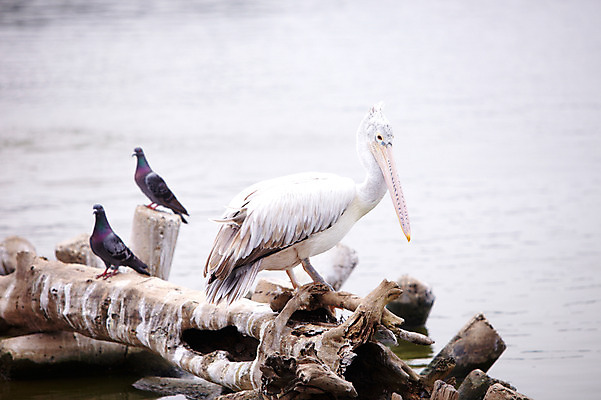 포토 JPG 주간 동물 한마리 2011년태국 조류 동물원 사람없음 야외 나뭇가지 연못 물가 펠리컨 사파리 비둘기 국내포토 자연요소 나무 해외기획촬영 1 풍경 파일형식