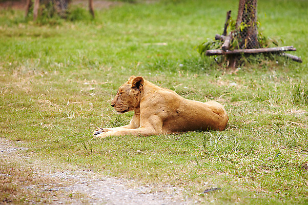 포토 JPG 주간 동물 한마리 2011년태국 휴식 동물원 앉기 잔디 초원 사람없음 야외 사자 사파리 맹수 국내포토 자연요소 식물 해외기획촬영 1 컨셉 포유류 모션 파일형식