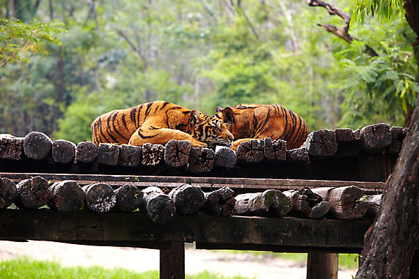 포토 JPG 주간 나무 동물 2011년태국 두마리 포유류 휴식 동물원 사람없음 야외 눕기 호랑이 사파리 통나무 맹수 국내포토 자연요소 식물 해외기획촬영 컨셉 2 모션 파일형식