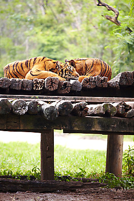 포토 JPG 주간 나무 동물 2011년태국 두마리 포유류 휴식 동물원 사람없음 야외 눕기 호랑이 사파리 통나무 맹수 국내포토 자연요소 식물 해외기획촬영 컨셉 2 모션 파일형식