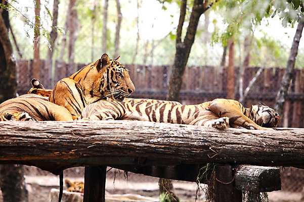 포토 JPG 주간 나무 동물 2011년태국 두마리 포유류 휴식 동물원 사람없음 야외 눕기 호랑이 사파리 통나무 맹수 국내포토 자연요소 식물 해외기획촬영 컨셉 2 모션 파일형식