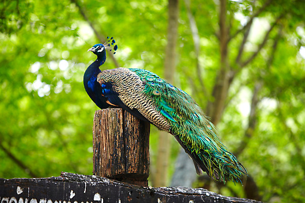 포토 JPG 주간 나무 동물 한마리 2011년태국 조류 동물원 앉기 사람없음 야외 공작 사파리 국내포토 자연요소 식물 해외기획촬영 1 모션 파일형식