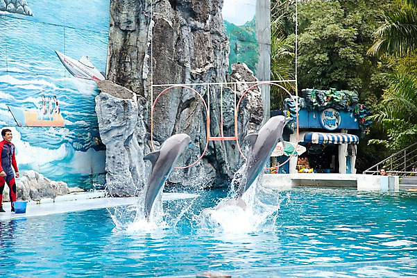 포토 JPG 주간 동물 2011년태국 남자 두마리 수영장 동물원 한명 사람 성인 야외 물 풀장 점프 고리 사파리 돌고래 돌고래쇼 사육사 남자만 남자한명만 성인남자만 성인만 국내포토 자연요소 해외기획촬영 1 2 포유류 모션 수중동물 쇼 파일형식