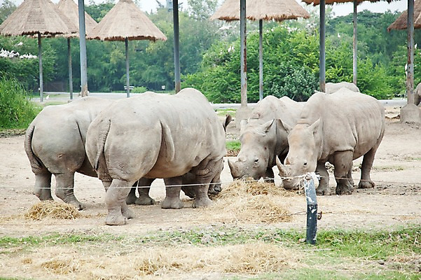 포토 JPG 주간 동물 2011년태국 여러마리 포유류 동물원 사람없음 야외 먹이 먹기 사파리 코뿔소 여물 국내포토 자연요소 해외기획촬영 다수 모션 파일형식