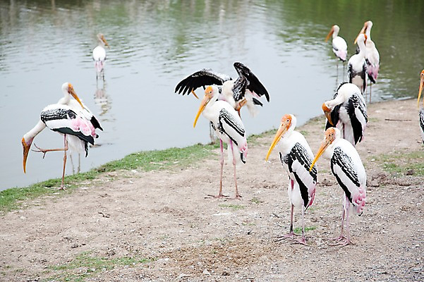 포토 JPG 주간 동물 2011년태국 호수 여러마리 조류 동물원 사람없음 야외 연못 물가 사파리 홍대머리황새 황새 국내포토 자연요소 해외기획촬영 다수 풍경 파일형식