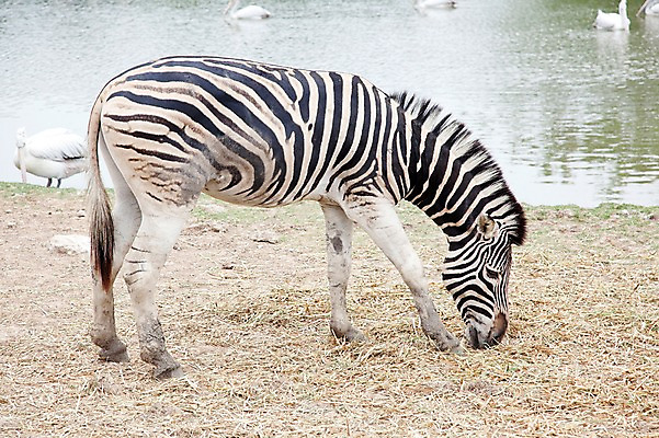 포토 JPG 주간 동물 한마리 2011년태국 호수 포유류 조류 동물원 사람없음 야외 연못 물가 펠리컨 사파리 얼룩말 국내포토 자연요소 해외기획촬영 1 풍경 말_동물 파일형식