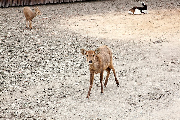 포토 JPG 주간 동물 2011년태국 모래 포유류 사슴 염소 동물원 사람없음 야외 사파리 국내포토 자연요소 해외기획촬영 파일형식
