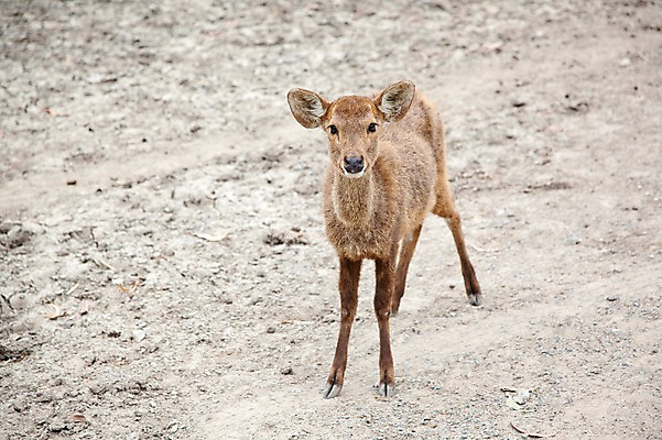포토 JPG 주간 동물 한마리 2011년태국 모래 포유류 사슴 동물원 서기 사람없음 야외 사파리 국내포토 자연요소 해외기획촬영 1 모션 파일형식