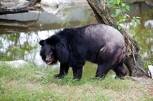 포토 JPG 주간 나무 동물 한마리 2011년태국 곰 포유류 동물원 잔디 초원 사람없음 야외 연못 물가 사파리 국내포토 자연요소 식물 해외기획촬영 1 풍경 파일형식