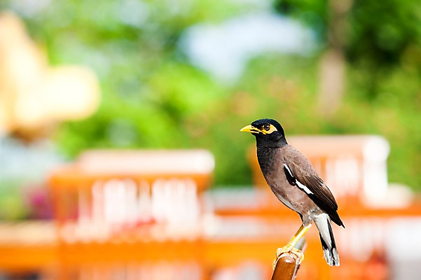 포토 JPG 주간 나무 식물 동물 해외기획촬영 한마리 해외풍경 해외 아시아 2010년태국 의자 태국 식탁 탁자 조류 앉기 풍경 사람없음 야외 아웃포커스 동남아시아 국내포토 자연요소 1 나라 가구 모션 촬영기법 파일형식